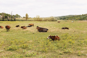 Herd of cows. Cows on the field