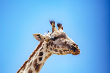 Giraffe in Serengeti Close-up