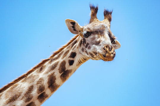 Giraffe in Serengeti Close-up