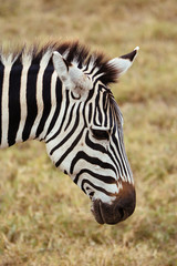 Fototapeta na wymiar Zebra in Serengeti Close-up