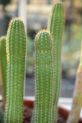 Trichocereus spachianus du Mexique
