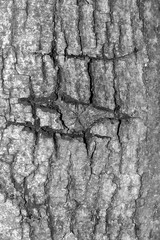 The bark of the old tree. Background
