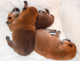 眠っている3匹の柴犬の赤ちゃん