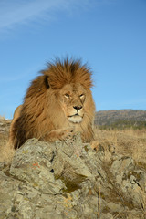 Obraz na płótnie Canvas lion on rocks close up