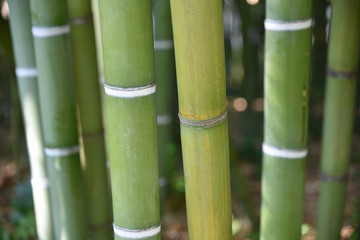 Bambous au jardin en été