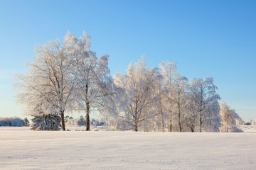 Winter landscape