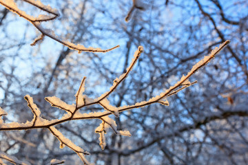 Winter branch
