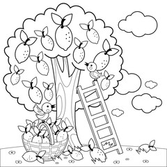 Lemon tree and basket with lemons. Vector black and white coloring page