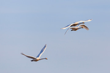 Fototapeta na wymiar Whooper swans flying