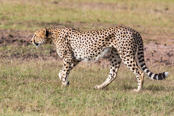 Cheetah walking