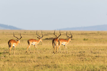 Naklejka na ściany i meble Flock of Impala antelope
