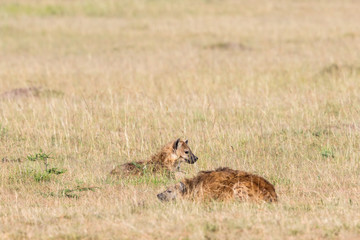 Hyenas lying in the grass on the savanna