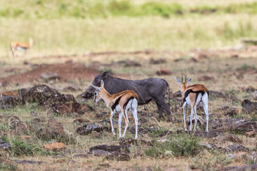 Thomson's gazelle and warthog walking on the savannah