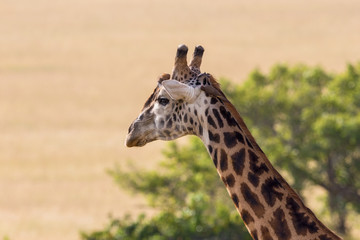 Giraffe portrait with a oxpecker sitting on the head