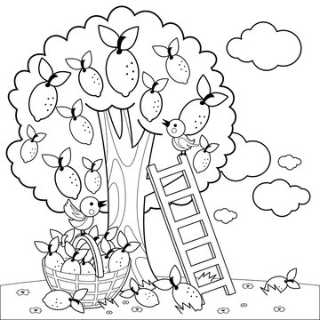 Lemon tree and basket with lemons. Vector black and white coloring page