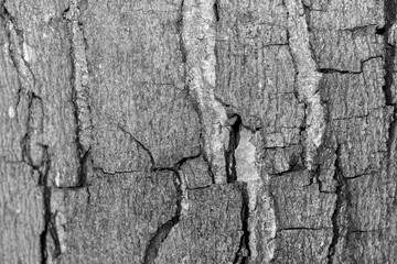 The bark of the old tree. Background