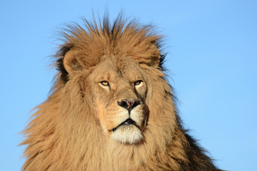 close up of lion head with a blue background