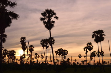 silhouette toddy palm tree on sunset sky in paddy field