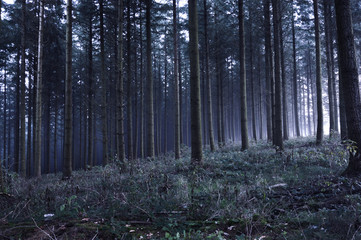 rebel forest