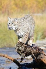closeup of bobcat on tree in creek