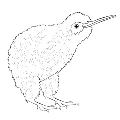 coloring the kiwi bird is cute.  illustration