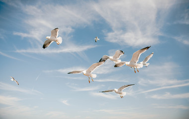 Seagulls in the sky close-up