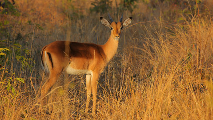 Impala en el Parque Nacional Chobe, Botswana