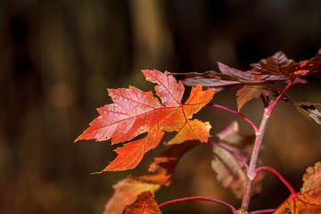 Maple leaves at sunset against a forest background.