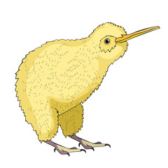 the kiwi bird is cute.  illustration
