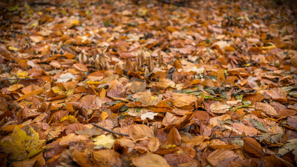 Falling leaves