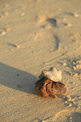 Giant Hermit Crab on Beach