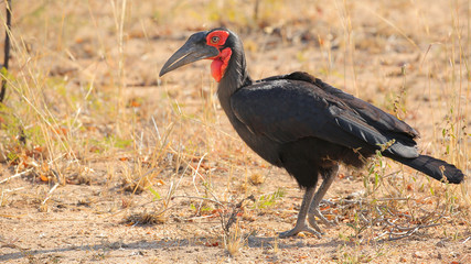 Bucorvus leadbeateri o Calao terrestre sureño en el Parque Nacional Kruger, Sudáfrica