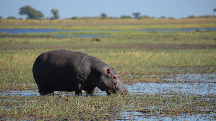 Hipopótamo en el Río Cuando, Parque Nacional Chobe, Botswana