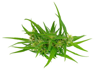 Big Leafy Cannabis Plant with Marijuana Buds