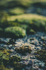 Makro von Mooslandschaft im Abendlicht
