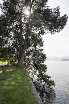 Pinus devoniana, English style gardens of Villa Melzi, Bellagio, Lake Como, Lago di Como, Province of Como, Lombardy, Italy
