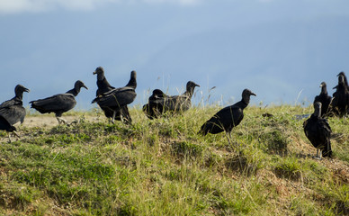 Black vultures waiting