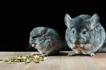 Female chinchilla with cub eat mixed feed.