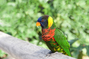 One Lorikeet sitting on a wood fence watching viewer. Lories and lorikeets are small to medium-sized arboreal parrots that eat nectar and soft fruits. Horizontal presentation.