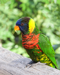 One Lorikeet sitting on a wood fence watching viewer. Lories and lorikeets are small to medium-sized arboreal parrots that eat nectar and soft fruits. Vertical presentation.