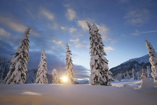 Snow covered trees and field at sunset, Kreuzberg Pass, Italy