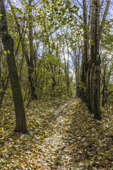 Noon in autumnal alley