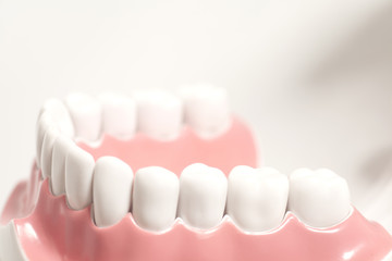 Fototapeta na wymiar Generic dental human teeth model