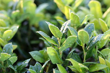 reaching for the morning sun