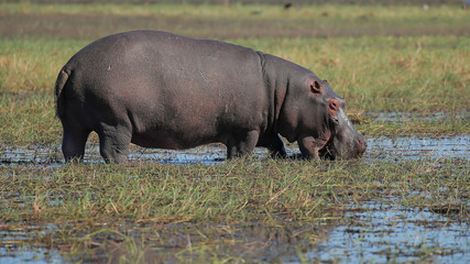 Hipopótamo en el Río Cuando, Parque Nacional Chobe, Botswana