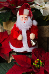 Christmas star red  poinsettia flowers and Santa Claus, Christmas decoration
