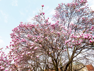 Kwiaty magnolii w wiosennej scenerii - obrazy, fototapety, plakaty