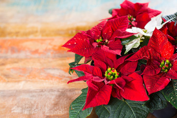 Christmas star red and white poinsettia flowers, Christmas background with copy space, free text