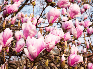 Obraz premium Kwiaty magnolii w wiosennej scenerii