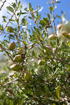 Argan nuts for producing argan oil growing on a tree, Essaouira, Morocco